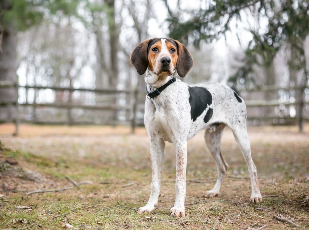 Hound Dogs: Breed Spotlight & Care | Western Branch Vet