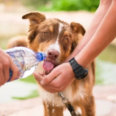 Brown and white dog drinking water