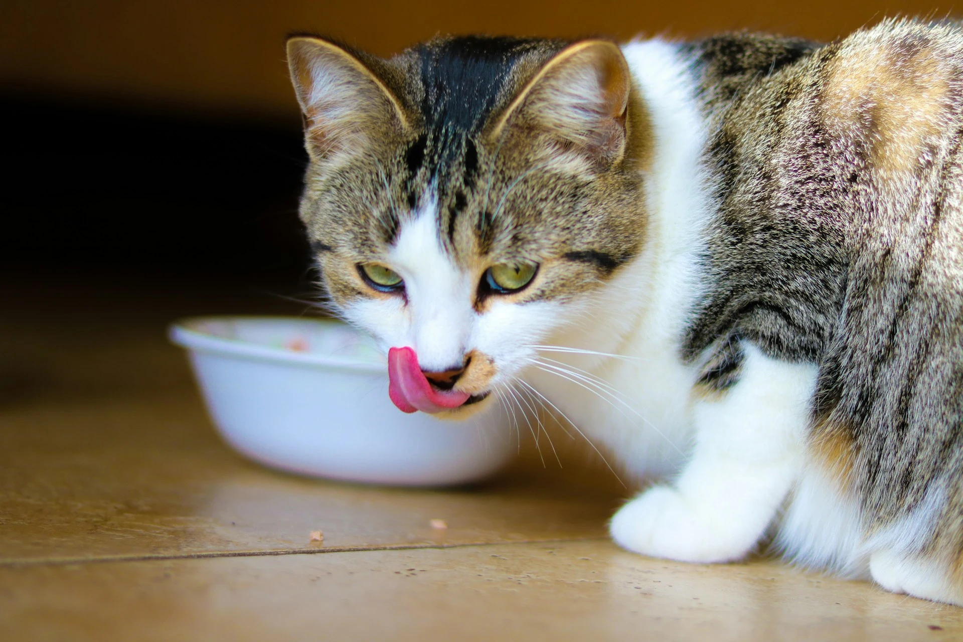 Cat in front of food bowl licking its lips