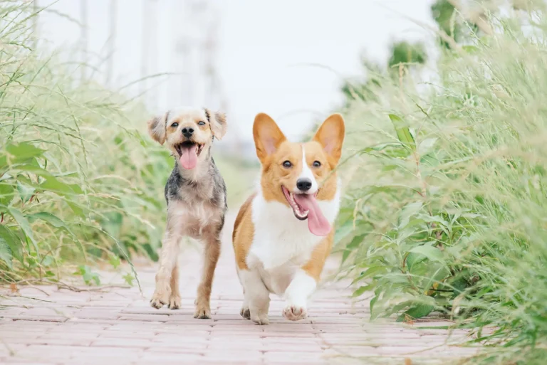 Pet Dental Care Essentials: Brushing Up on Your Pet’s Oral Health