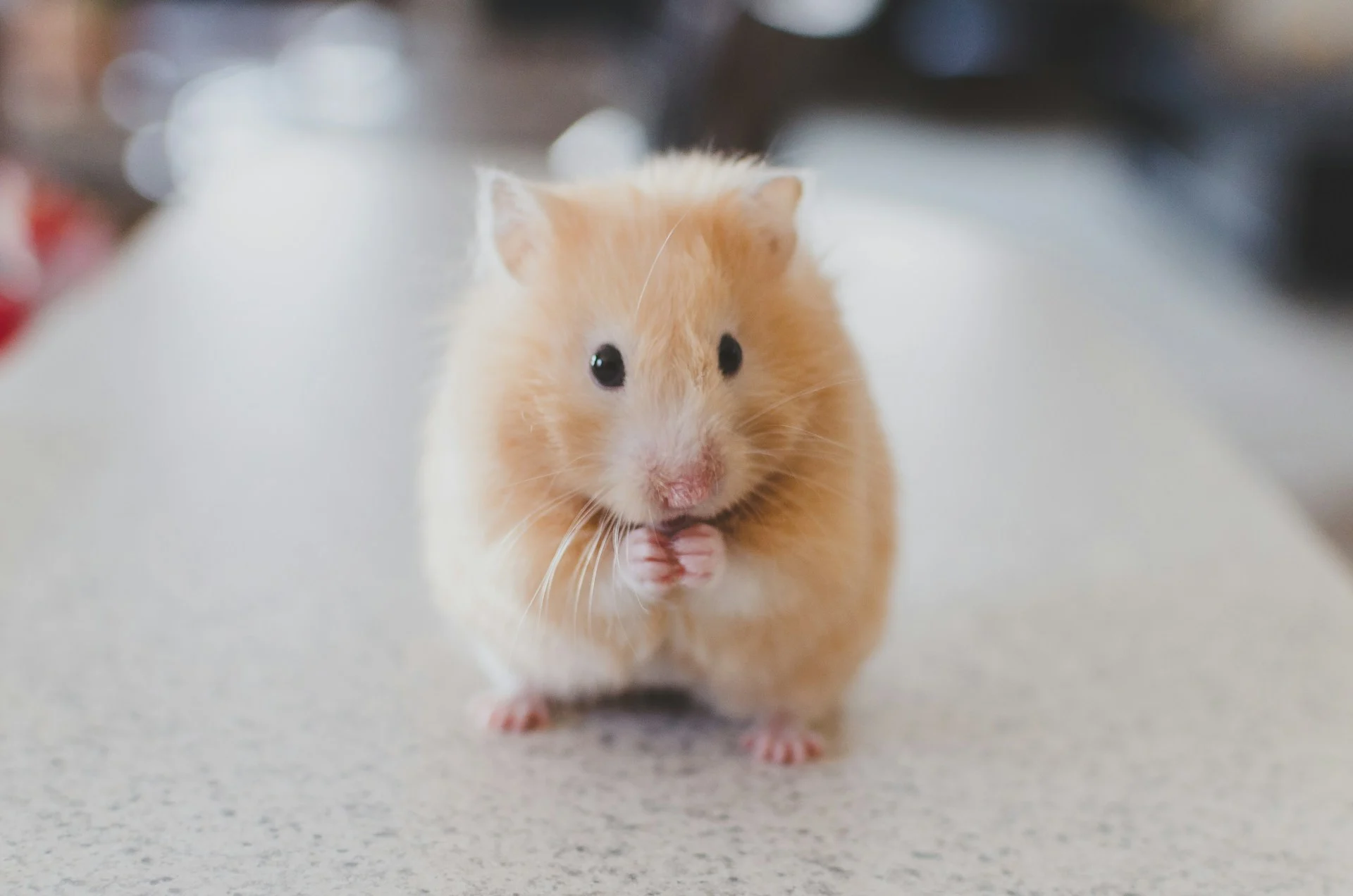 Blond hamster looking at camera