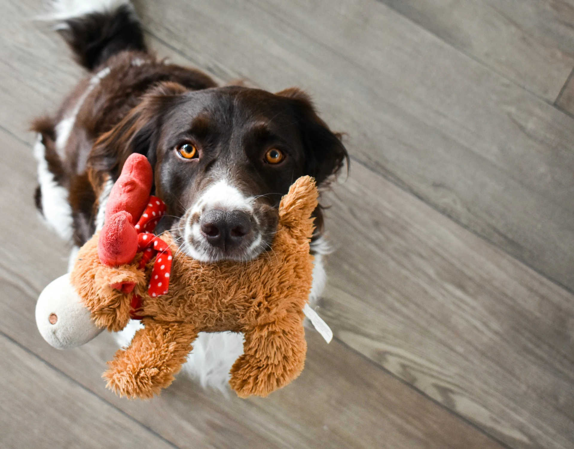 Dog carrying a stuffed animal in its mouth