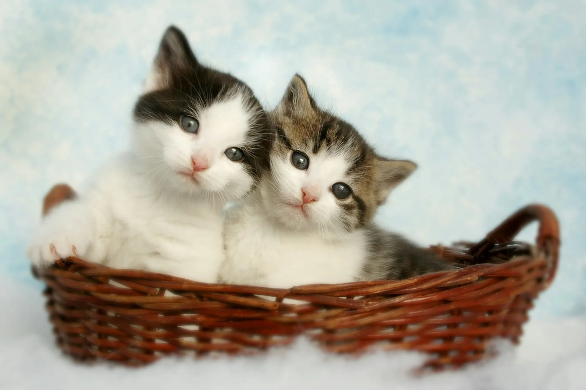 two kittens in a basket