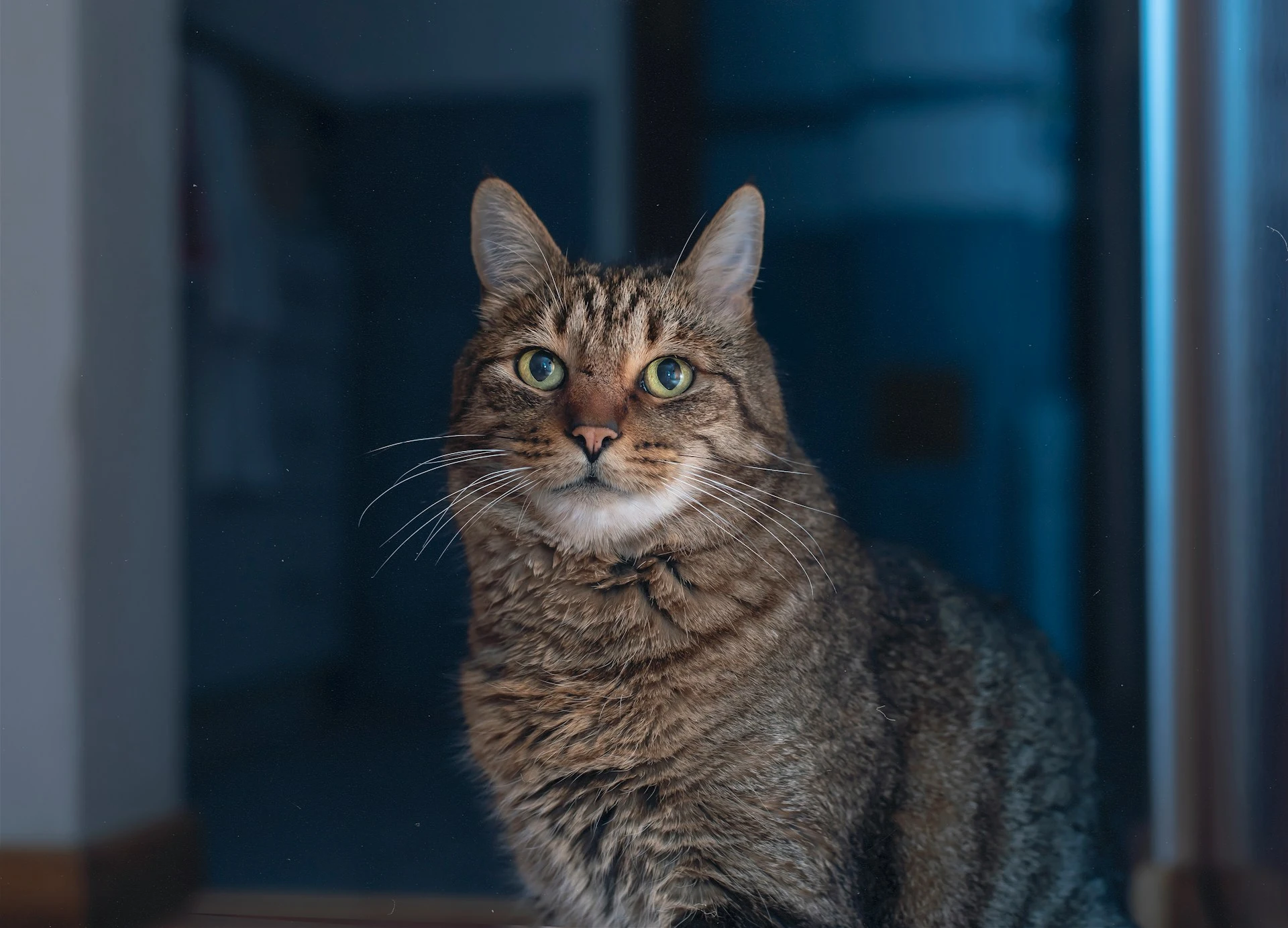 Tabby cat in dark room staring into camera