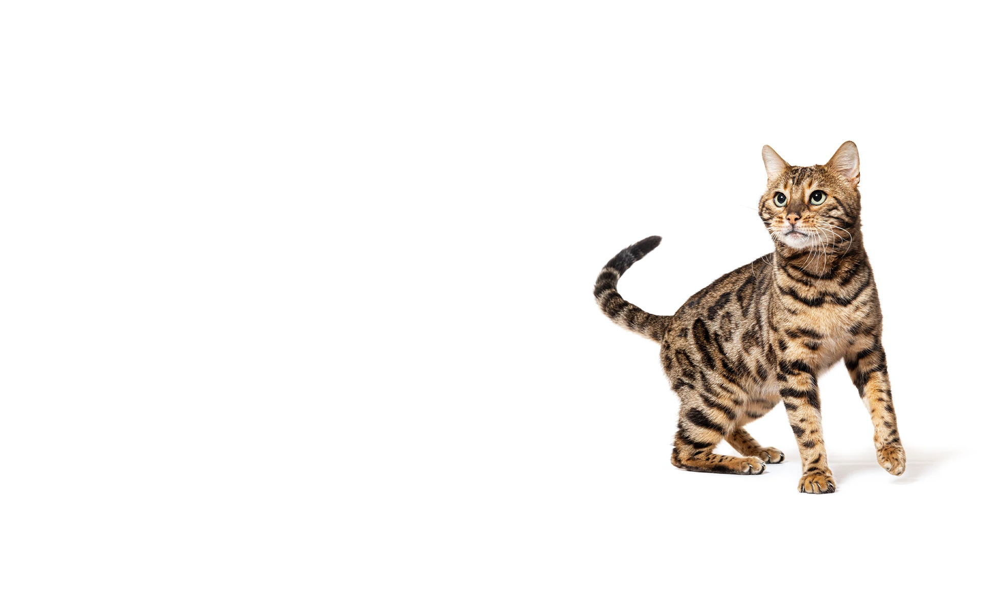 Brown tabby cat standing alert.