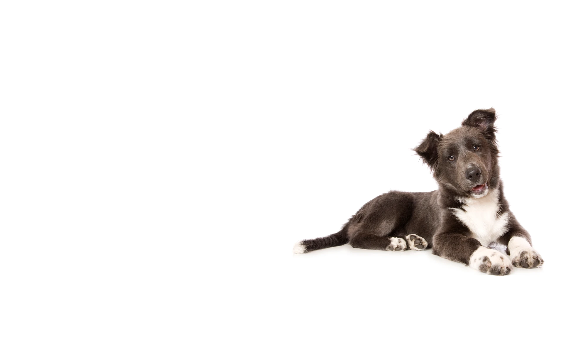 Black and white puppy lying down and tilting head.